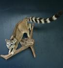 Ringtail Cat
